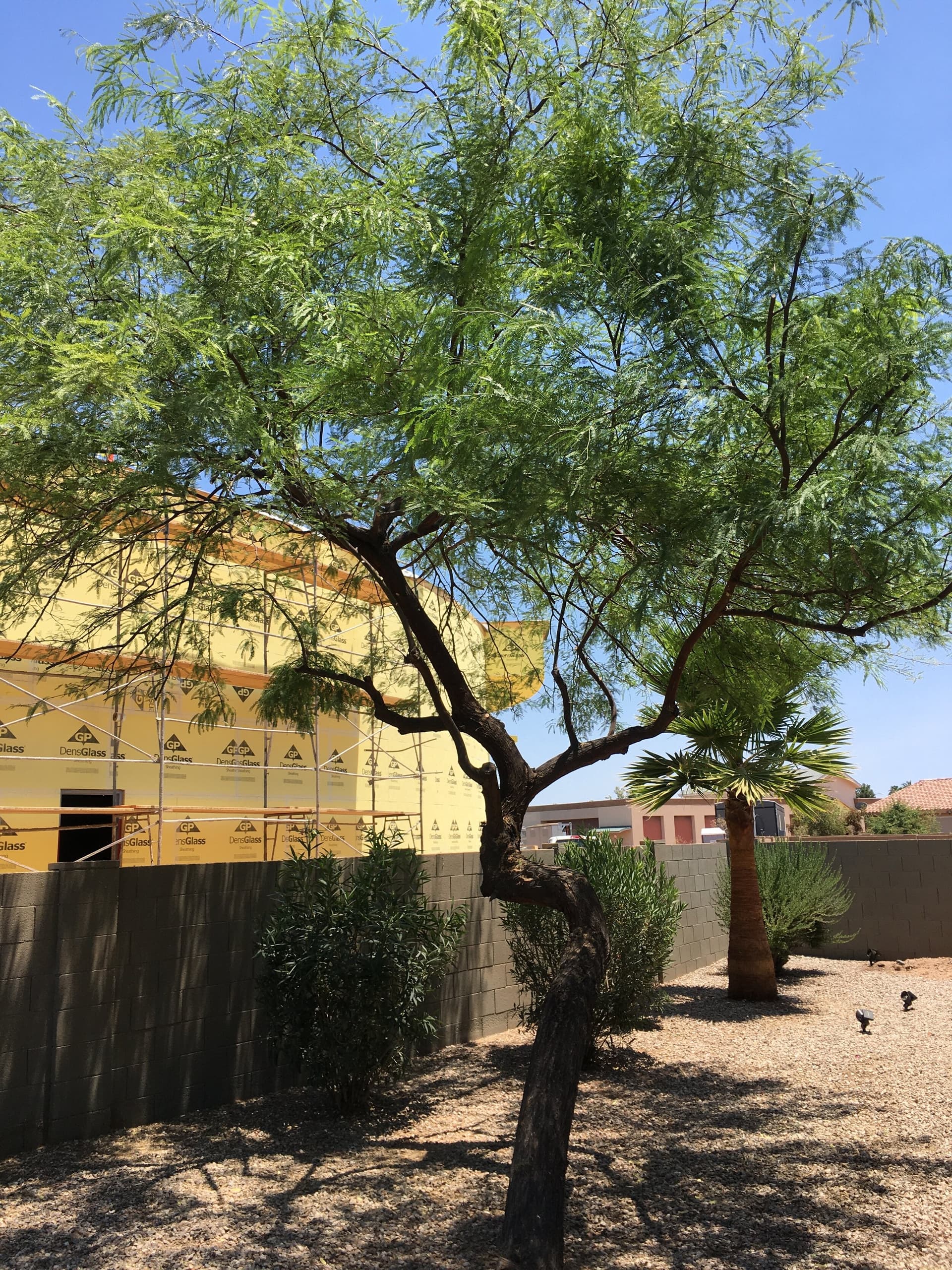 Mature mesquite and palm in a low-water desert landscape