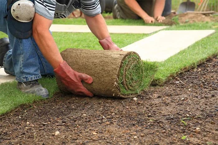 Fresh sod being rolled out during a lawn installation
