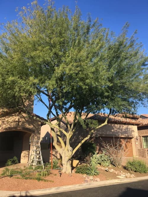 Healthy, expertly trimmed desert tree in front of an Arizona home